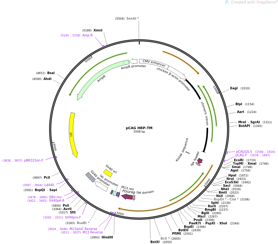 pCAG HRP-TM质粒图谱